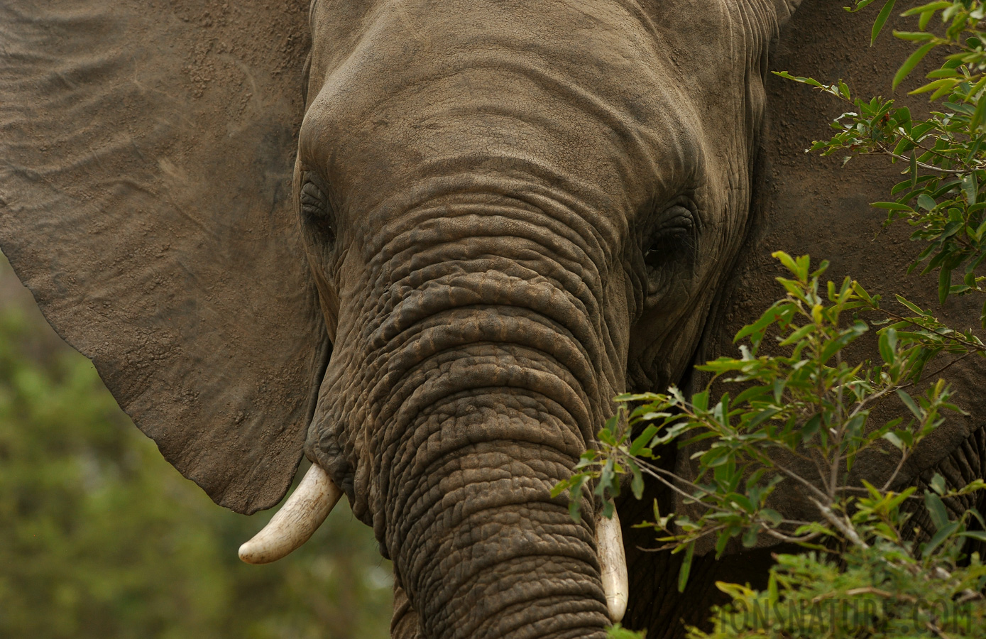 Loxodonta africana [280 mm, 1/1600 sec at f / 8.0, ISO 1000]